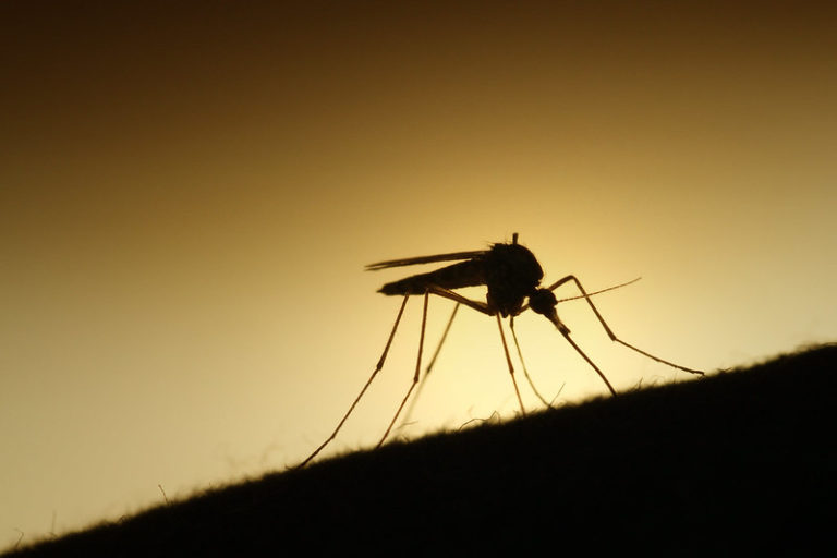 0malaria
